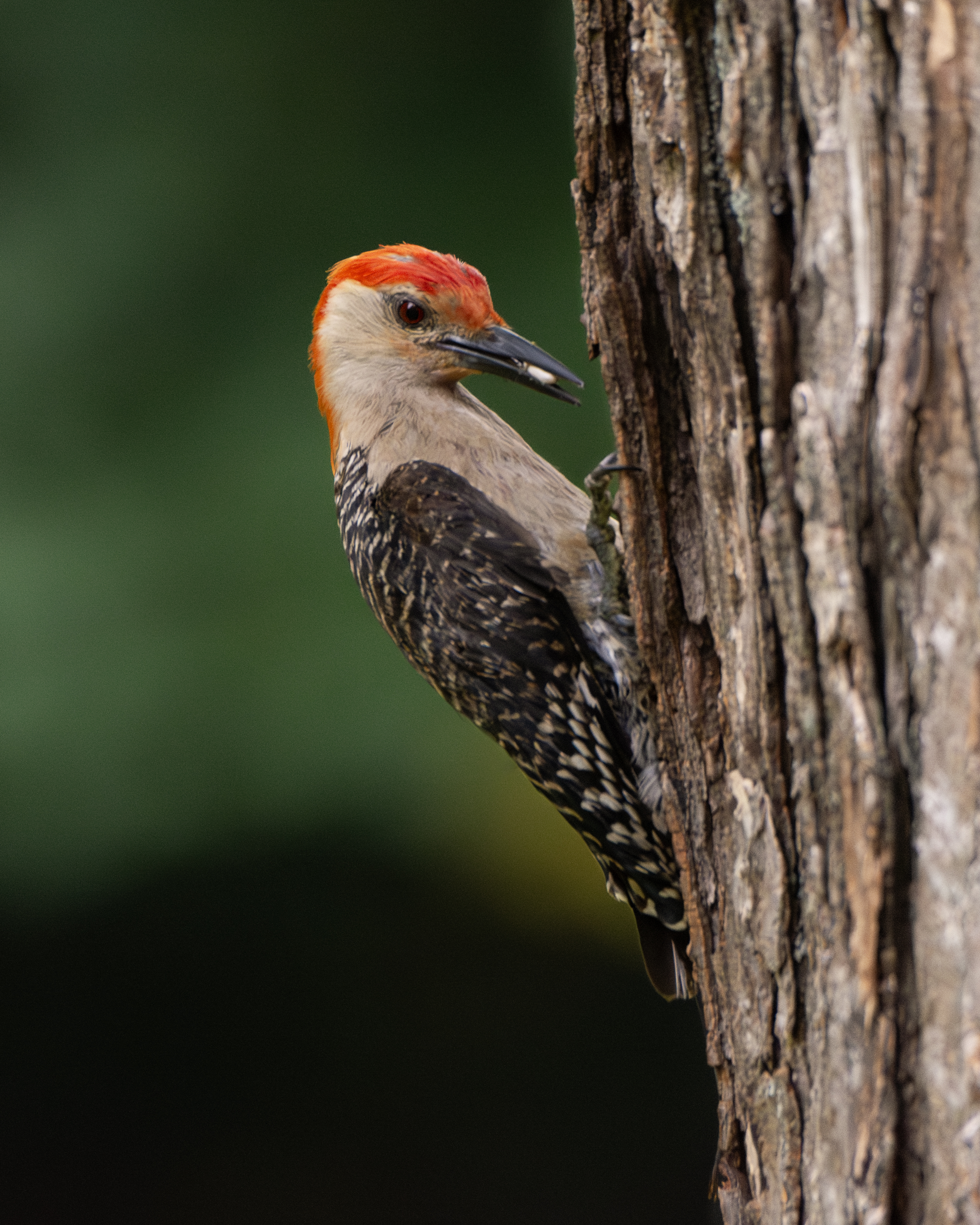 Reheaded woodpecker hangs from a trunk with a seed